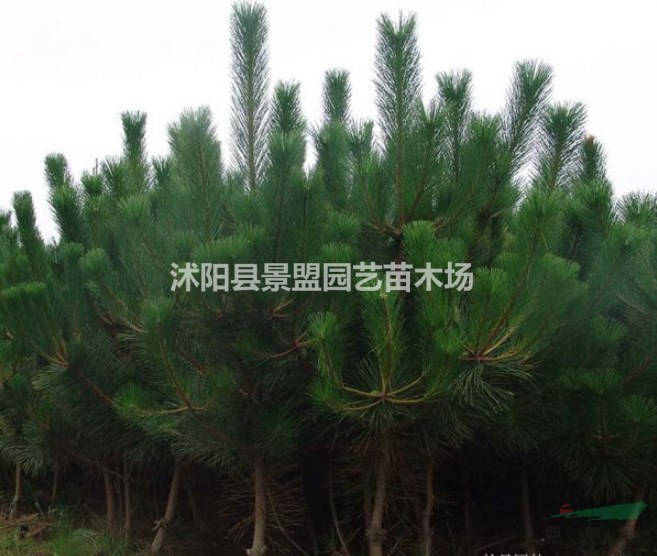 黑松的園林用途有什么？