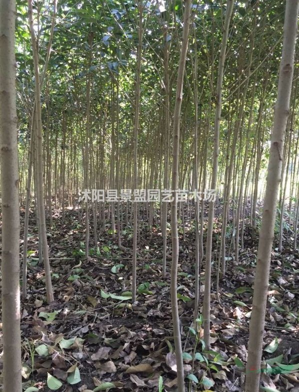 新疆有種植大葉女貞的基地嗎？