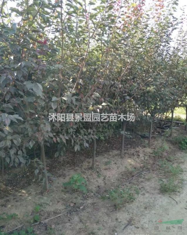 美人梅花期是什么時(shí)候？