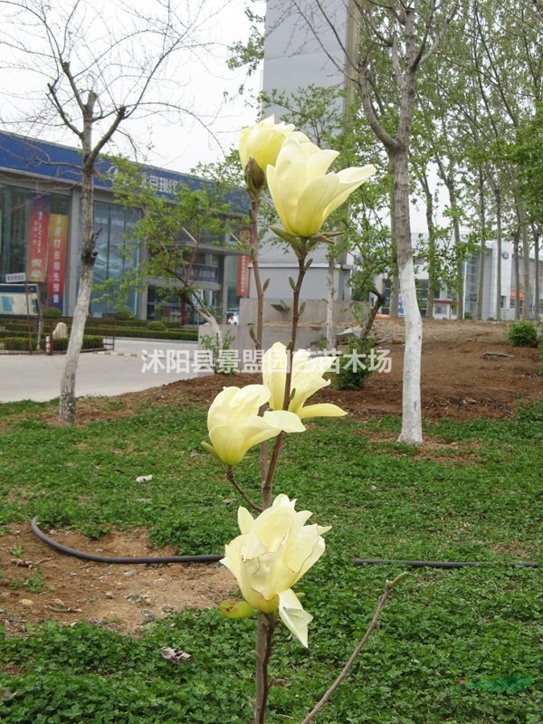 米徑16公分黃玉蘭價格多少能買到的？