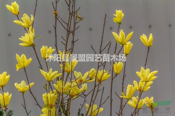 米徑16公分黃玉蘭價格多少能買到的？