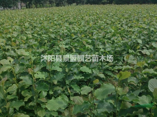 黑龍江可以種植黃玉蘭嗎？