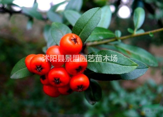 火棘球是不是常綠的？
