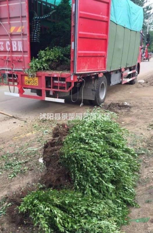 火棘球是不是常綠的？