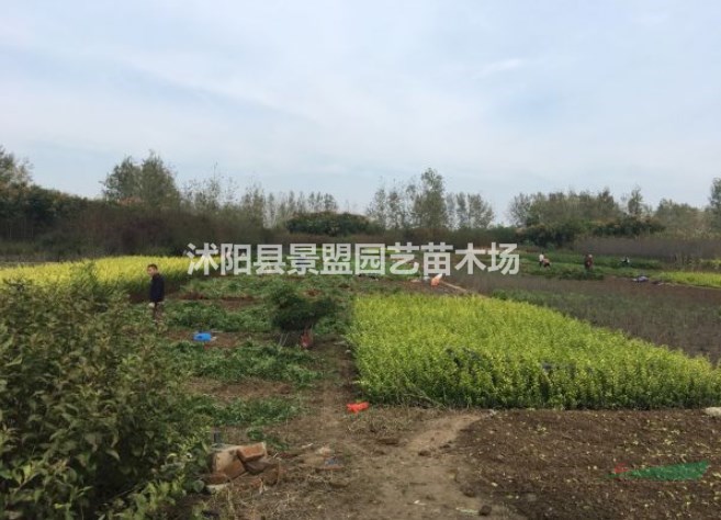 河北紅刺梅供應(yīng)商多嗎？