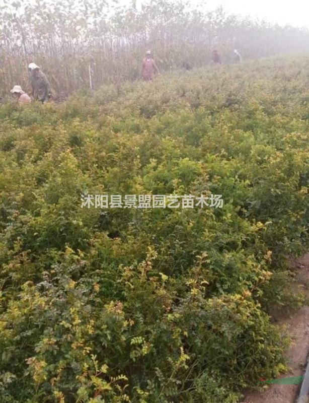 河北紅刺梅供應(yīng)商多嗎？