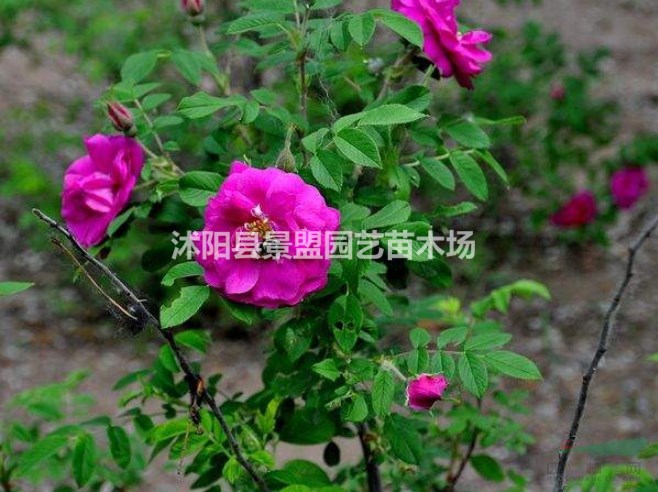 紅刺梅帶刺嗎？