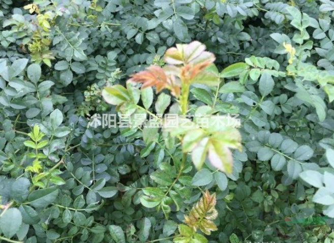 紅刺梅帶刺嗎？