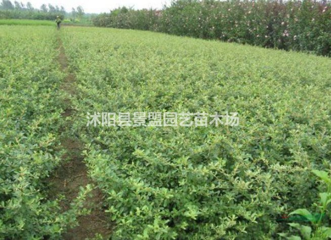 綠化專用火棘批發(fā)基地在哪里？