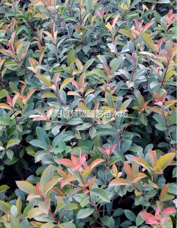 紅葉石楠大杯苗哪里最便宜？