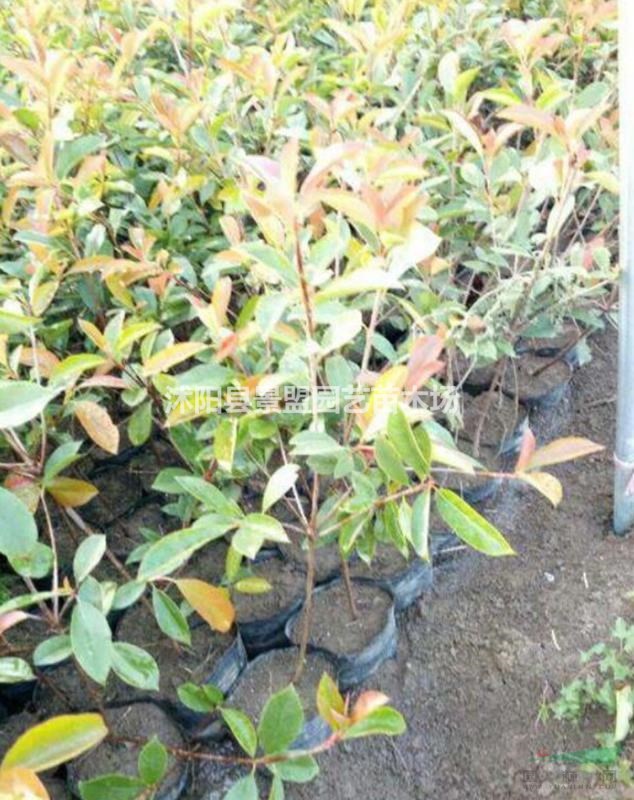 紅葉石楠杯苖今年什么價(jià)格？