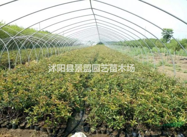 哪家紅葉石楠小苗價(jià)格便宜？
