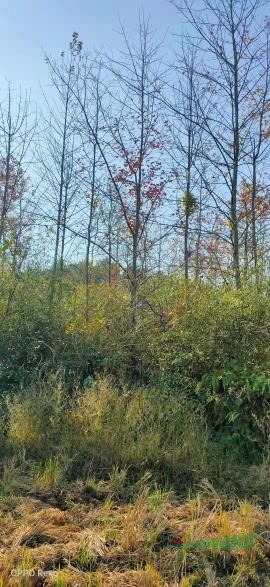 枫香.5/25大量出售，批发处理