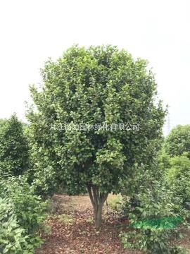 江西供應(yīng)1－1.5－2－2.5米冠，精品茶花