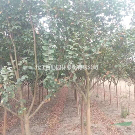 江西九江供應(yīng)精品紅花紫薇6－12公分