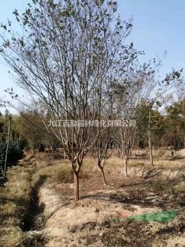 江西九江供應(yīng)精品紅花紫薇6－12公分