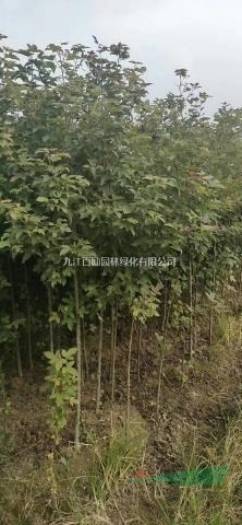 江西九江供應(yīng)8－18公分楓香