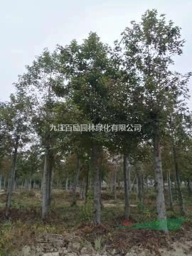 江西九江供應(yīng)8－18公分楓香