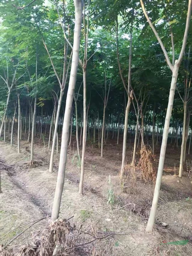 欒樹(shù)