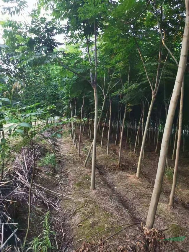 欒樹(shù)