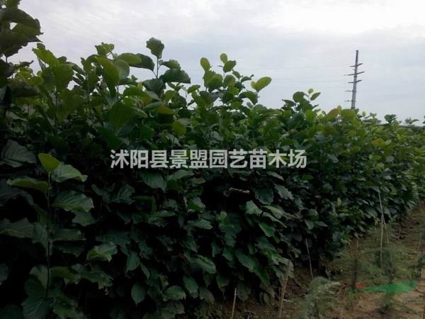 高溫季節(jié)可以栽植黃玉蘭嗎？