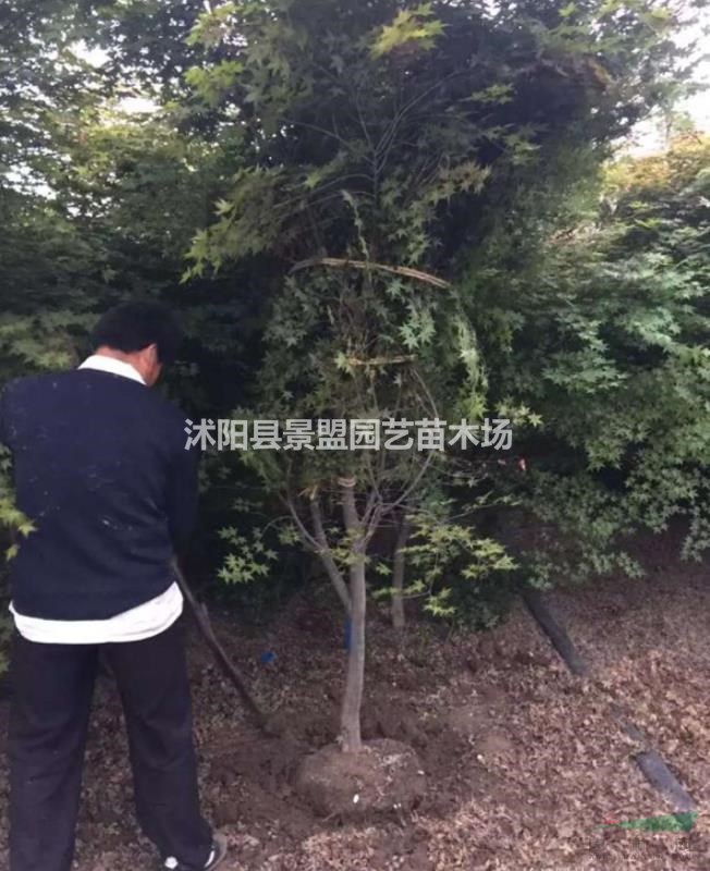 重慶可以種植黃玉蘭嗎？