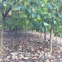 6－7－8公分紫玉蘭