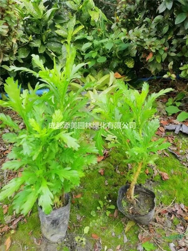 多年生花卉木春菊 木春菊杯苗 30公分木春菊出售 四川溫江售