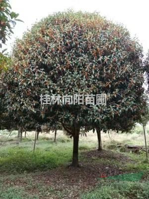 丹桂