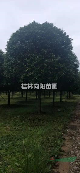 丹桂