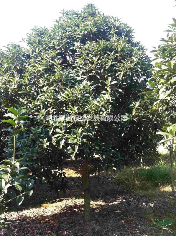 湖北桂花 報(bào)價(jià) 金桂 黃岡桂花 安徽桂花 江西桂花 湖南桂花