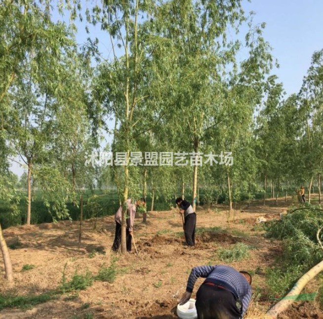  黃金柳2月份可以栽植嗎？