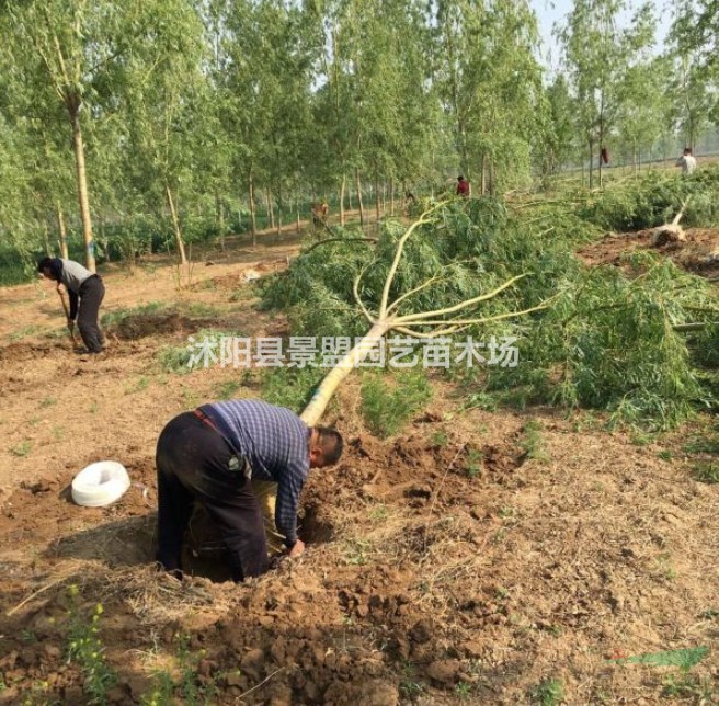  黃金柳2月份可以栽植嗎？