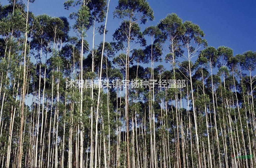 速生桉樹種子桉樹籽
