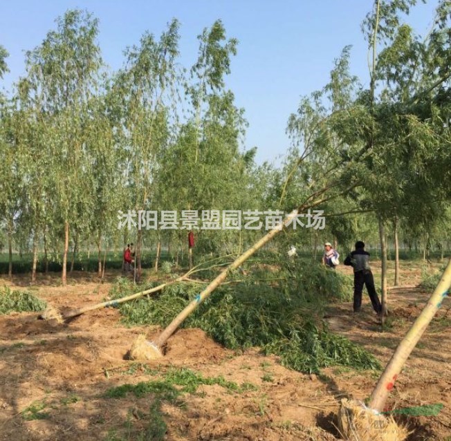 米徑10公分黃金柳什么價格能買到？