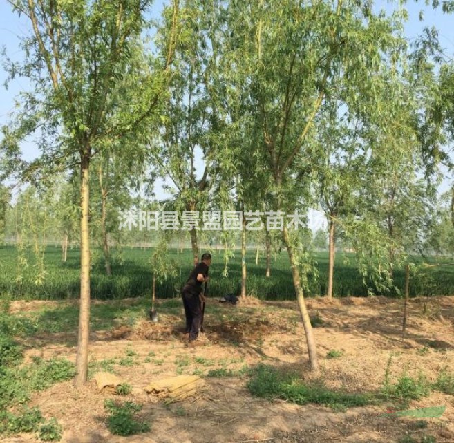 內(nèi)蒙古可以種植黃金柳嗎？