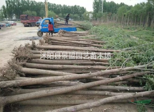 內(nèi)蒙古可以種植黃金柳嗎？