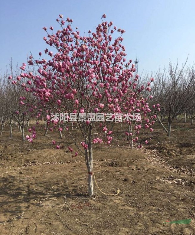 浙江有種植紅玉蘭的基地嗎？