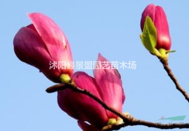 廣西可以種植紅玉蘭嗎？
