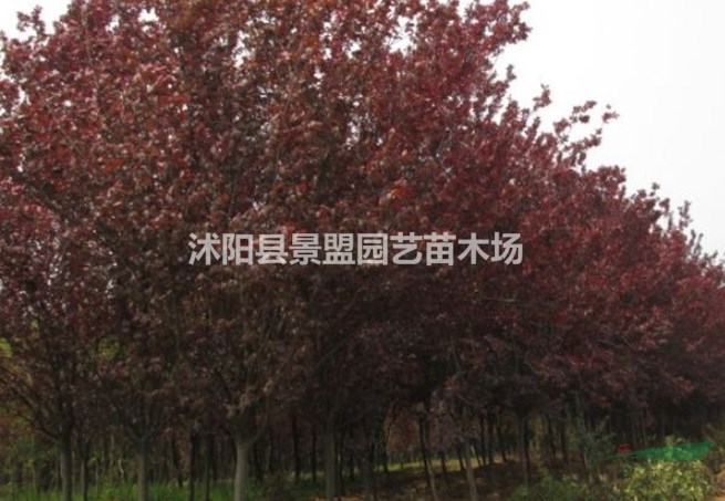 內(nèi)蒙古有種植紅葉李的基地嗎？