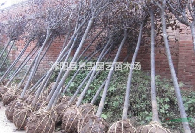 內(nèi)蒙古有種植紅葉李的基地嗎？