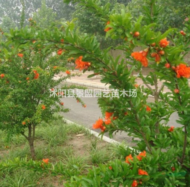 紅花花石榴小苗多少錢一顆？