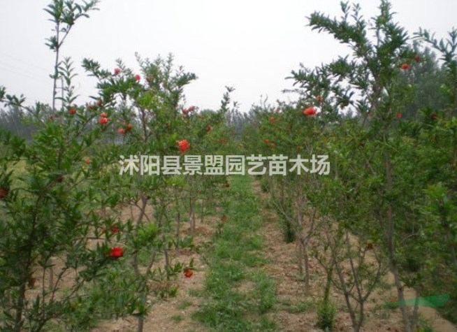河北花石榴樹(shù)苗什么價(jià)格？