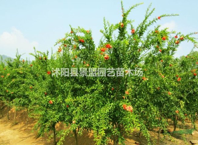 河北花石榴樹(shù)苗什么價(jià)格？