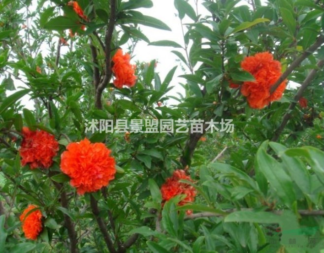 1米冠幅叢生花石榴價格哪里最低？