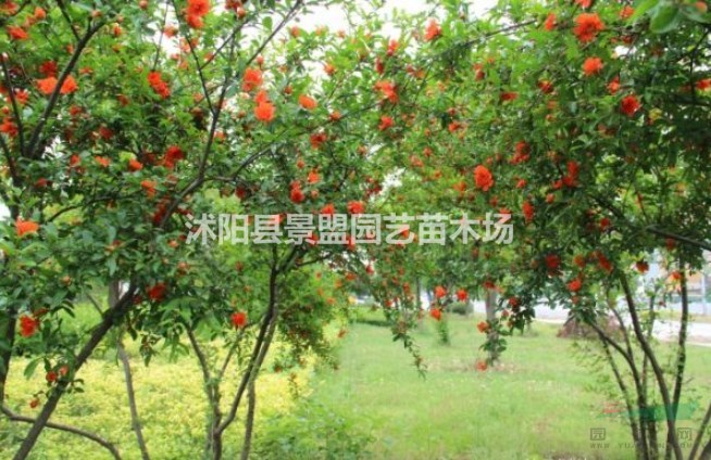 9公分花石榴花樹(shù)什么價(jià)格？