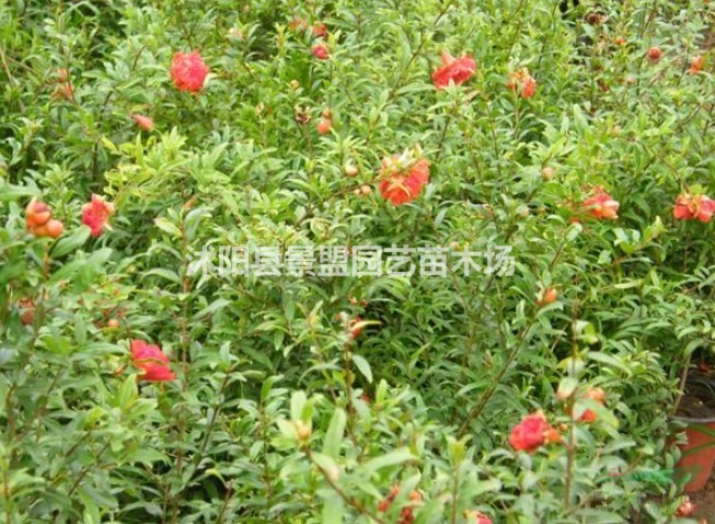 9公分花石榴花樹(shù)什么價(jià)格？