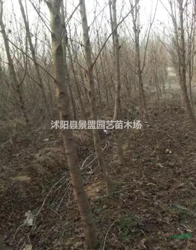 福建可以種植桃樹(shù)嗎？