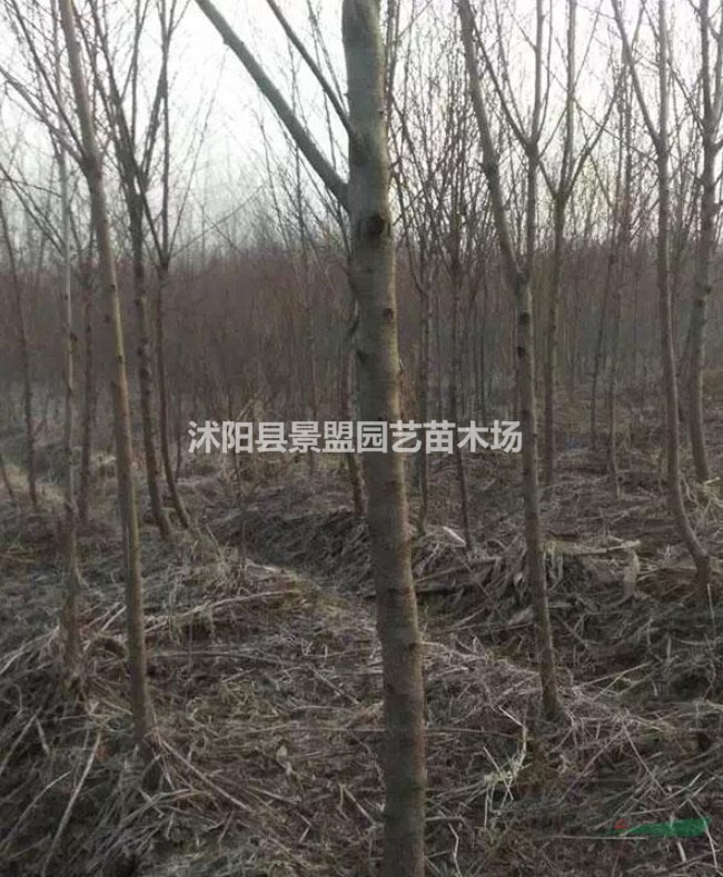 桃樹報(bào)價哪家準(zhǔn)確？