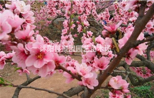 求購桃樹去哪家最好？